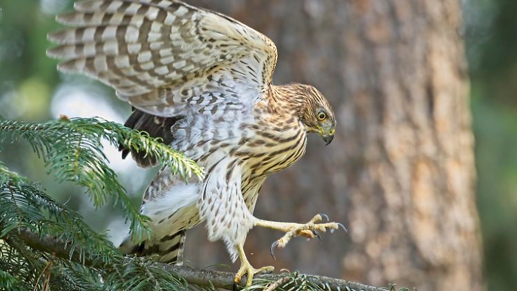 Der Rundschwanzhabicht (Accipiter cooperii) überwintert gerne in Städten - und jagt hier anders als auf dem Land.