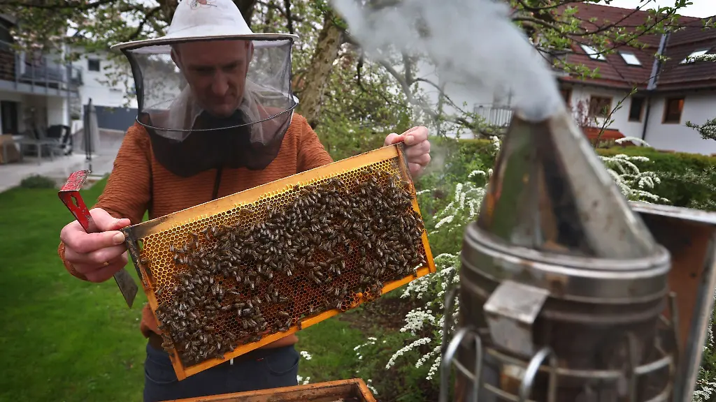 Ein-Hobby-Imker-nimmt-in-seinem-Garten-Bienenwaben-aus-einem-Bienenstock