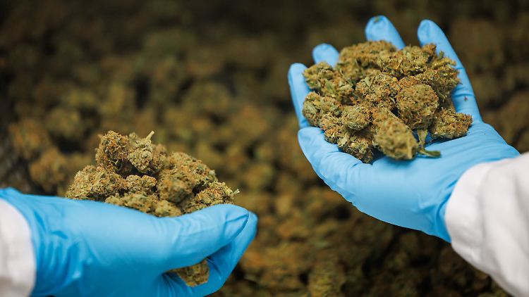 Medizinial-Cannabis wird in Deutschland bereits seit Jahren produziert.