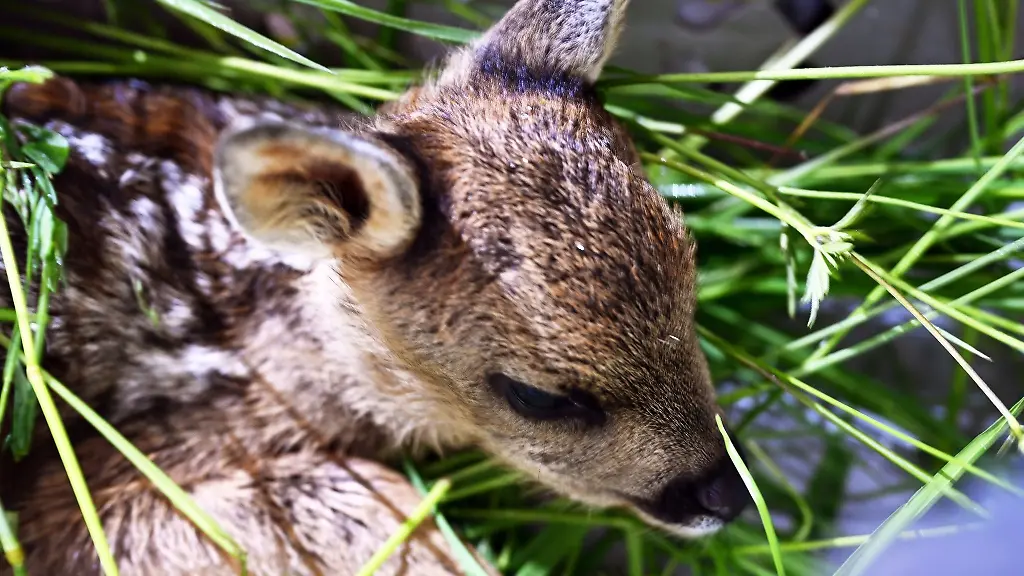 Ein-etwa-zwei-Tage-altes-Rehkitz-liegt-auf-etwas-Gras-in-einem-Waeschekorb