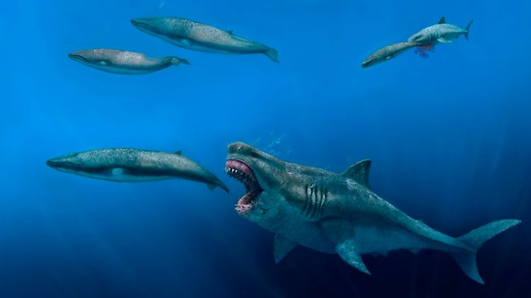 Ob große Wale oder kleine Fische: Der Megadolon snackte sich den Forschern zufolge durch die Nahrungskette.