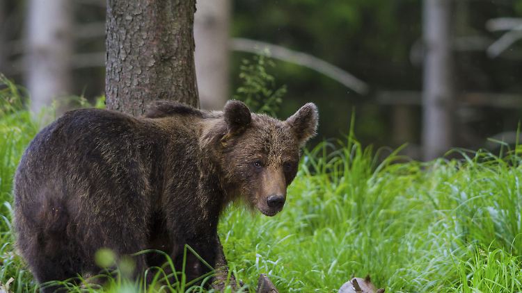 In der Slowakei leben rund 1200 freilebende Bären.