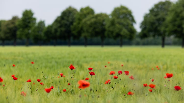Der Samstag bringt oftmals Höchstwerte um 25 Grad, am Oberrhein sogar bis zu 30 Grad. 