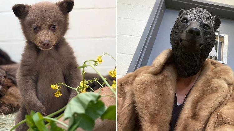 Vor einer Auswilderung muss das Bärenbaby wohl noch einige Zeit in der Tierstation bleiben.