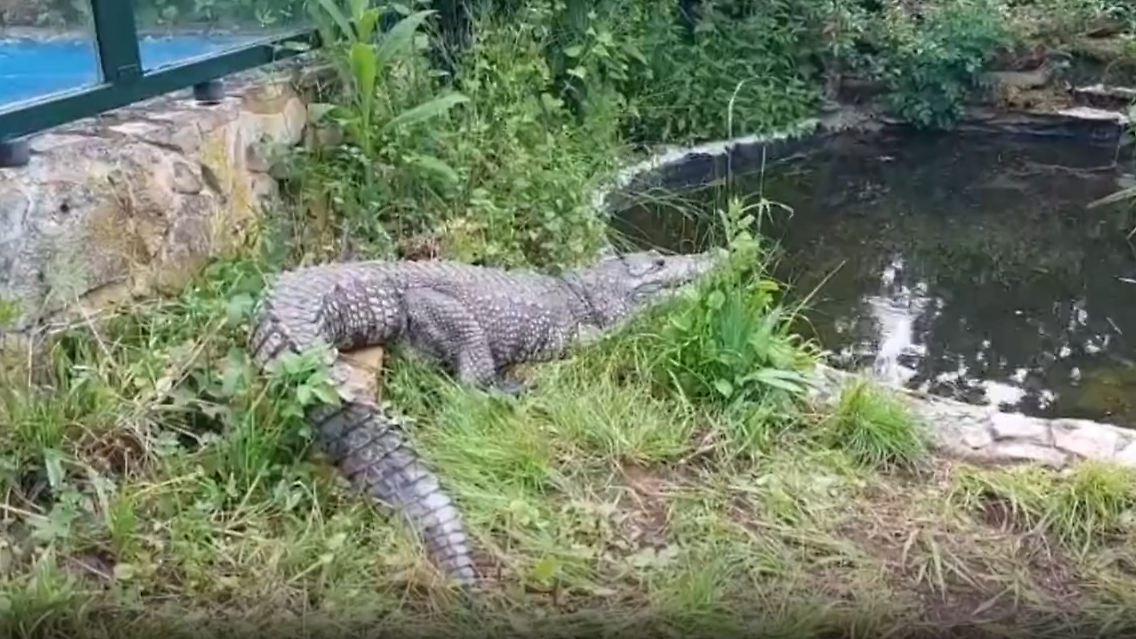 krokodil.jpg