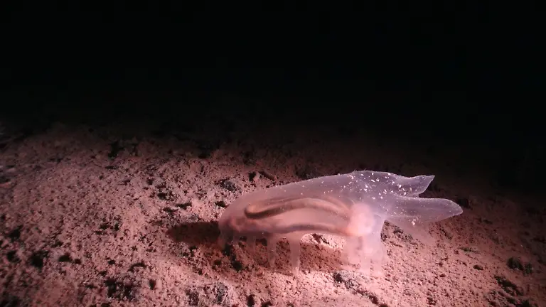 urn-binary-dpa-com-20090101-230523-99-797308-FILED