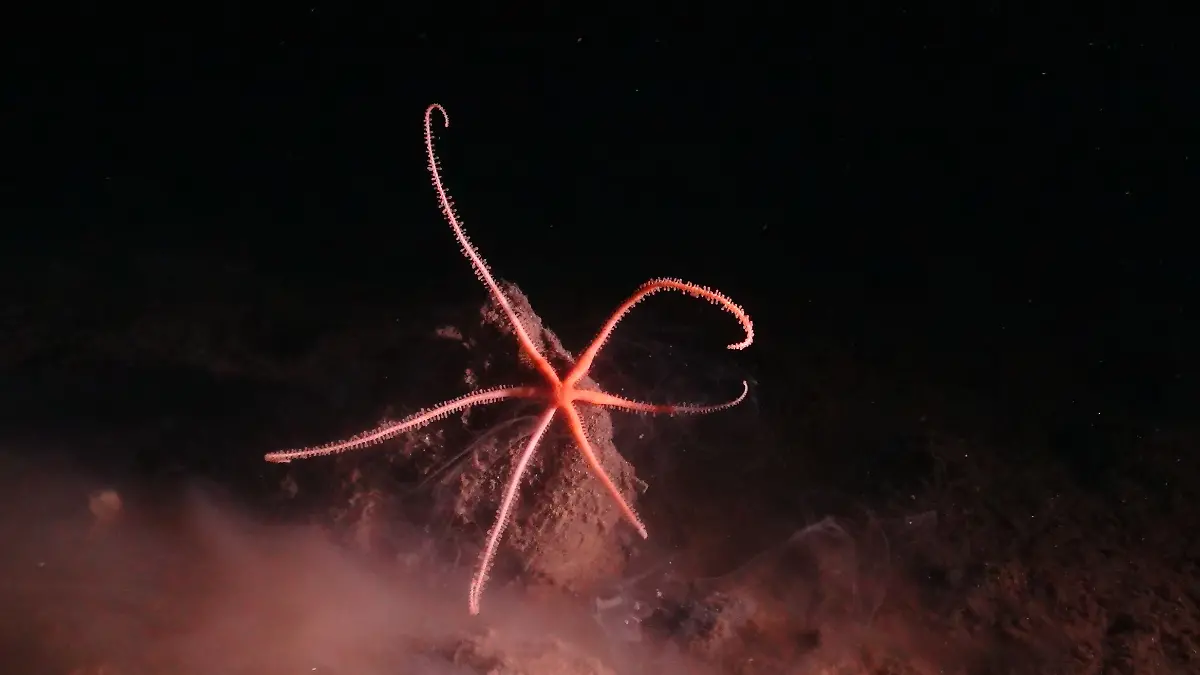 urn-binary-dpa-com-20090101-230523-99-797285-FILED