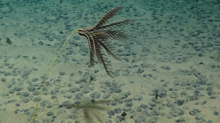 urn-binary-dpa-com-20090101-230523-99-797313-FILED