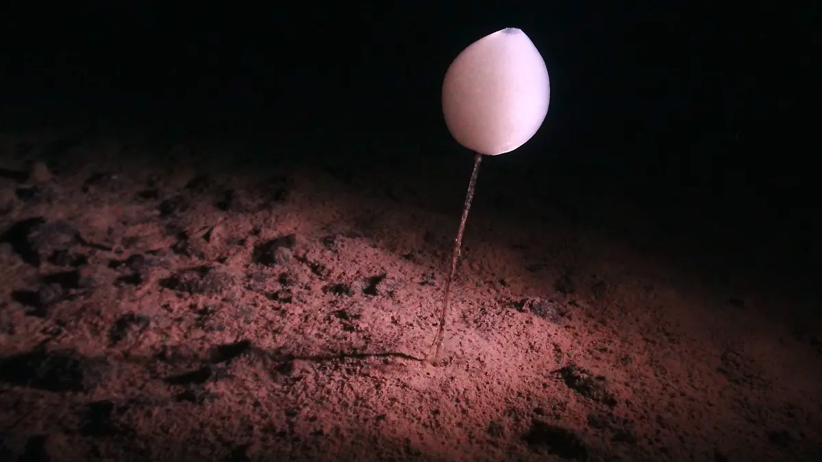 urn-binary-dpa-com-20090101-230523-99-797283-FILED