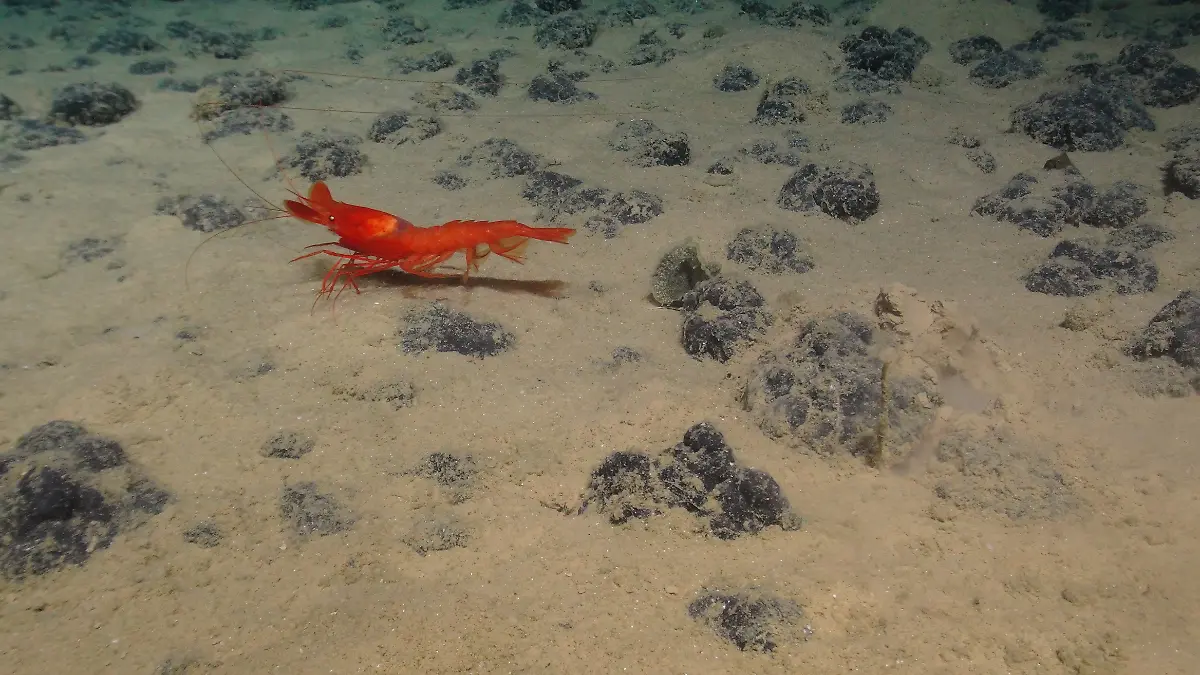 urn-binary-dpa-com-20090101-230523-99-797291-FILED