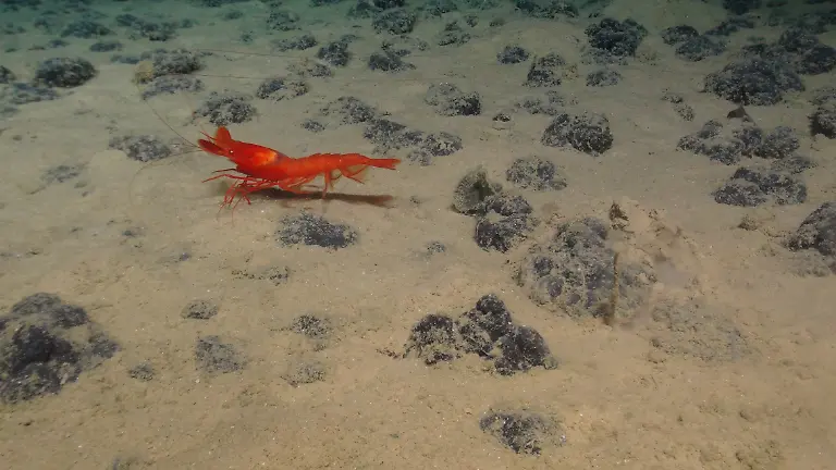 urn-binary-dpa-com-20090101-230523-99-797291-FILED