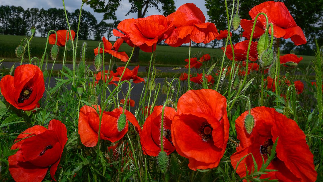 Strahlend rot blüht bereits der erste Klatschmohn der Saison.