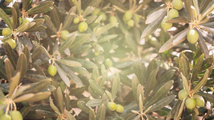 Mit einem Olivenbaum verleiht man jedem Garten oder Balkon einen mediterranen Touch.