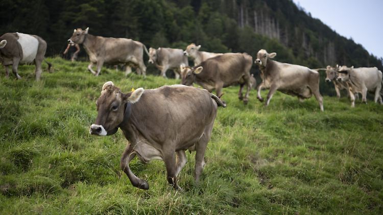 Das Dorf, auf Karten auch als Andest angegeben, liegt im Kanton Graubünden in einer Region, in der rätoromanisch gesprochen wird.
