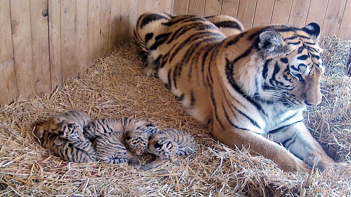 Die fünf Tigerbabys im Zoo. In freier Wildbahn leben Schätzungen zufolge insgesamt nur noch rund 5600 Tiger.