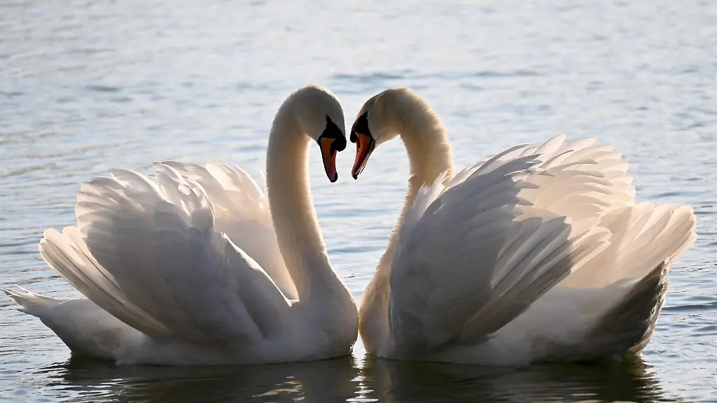 Zwei-Schwaene-formen-ihre-Haelse-in-Form-eines-Herzens