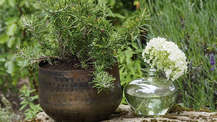 Kaum Platz? Auch ein kleiner Garten lässt sich mit ein paar Tricks in ein kleines Paradies verwandeln.