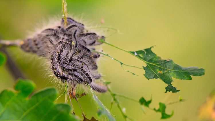 Die Nester des Schädlings können die Größe eines Fußballs erreichen.