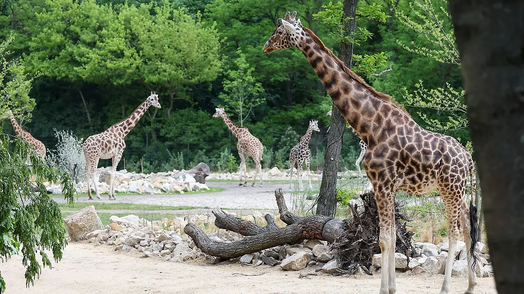 Giraffen-stehen-in-ihrem-Gehege-in-der-Savannenlandschaft-im-Tierpark-Berlin-Der-neu-eroeffnete-Bereich-wartet-mit-Zebras-Giraffen-Gazellen-und-Gnus-auf