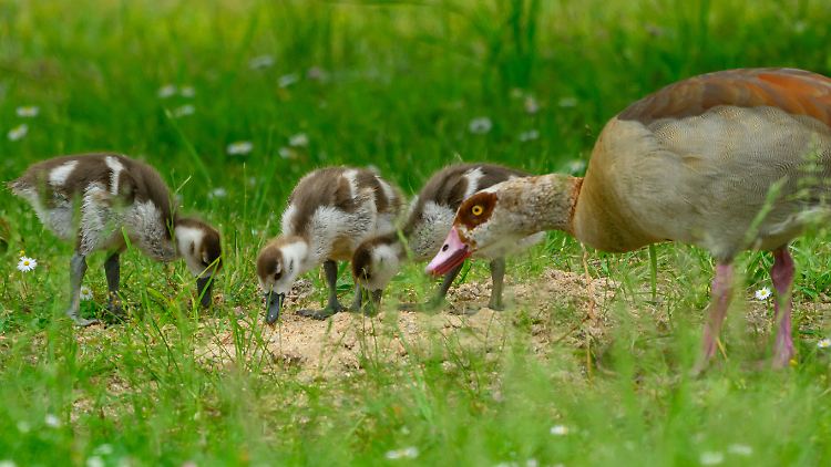 "Die Nilgans brütet in Höhlen, in Horsten, aber auch im Schilf oder auf dem Boden. Das macht sie so erfolgreich", erklärt der DJV.