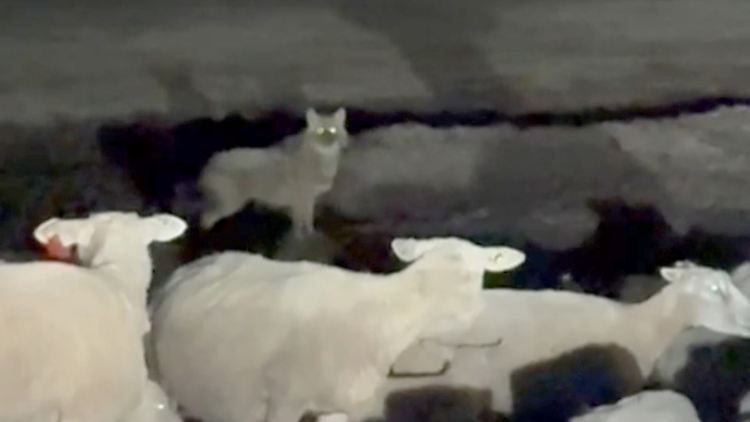 Seit mehreren Wochen treibt der Goldschakal sein Unwesen auf der Nordseeinsel - zum Leidwesen der Landwirte. 