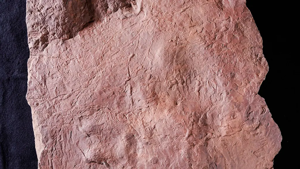 Ein-in-Sandstein-verfestigter-Fussabdruck-eines-Pareiasauriers-auch-Wangenechse-genannt-liegt-im-Urweltmuseum-Geoskop-auf-einem-Tisch