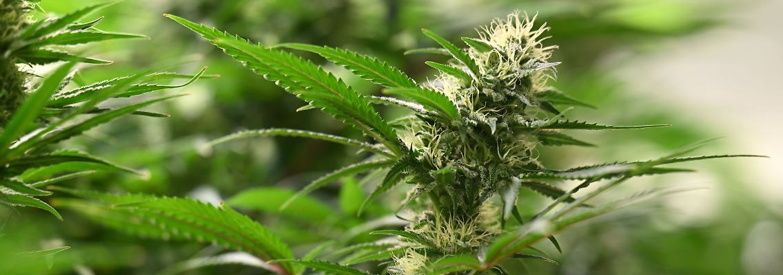 epi_227564425_DPA BF_uuefsyun7j-v1-ax-ms6144.jpg_Cannabispflanze.jpg