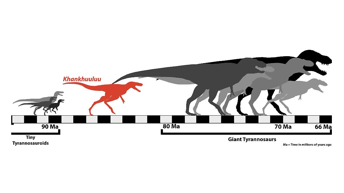Die neu entdeckte Art Khankhuuluu in der Zeitleiste der Tyrannosauroiden.