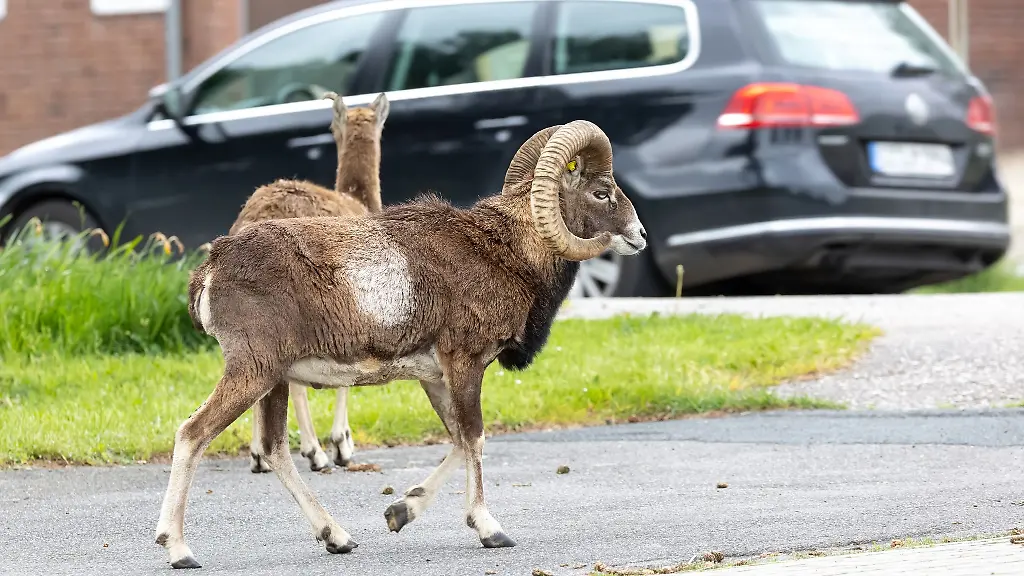 Mufflons-streifen-durch-den-460-Seelen-Ort-Kaaks-zwischen-Hamburg-und-Heide-Holstein