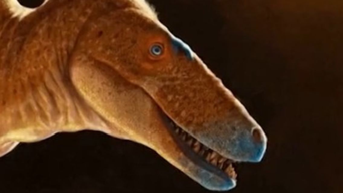 T-Rex_Vorfahre.jpg