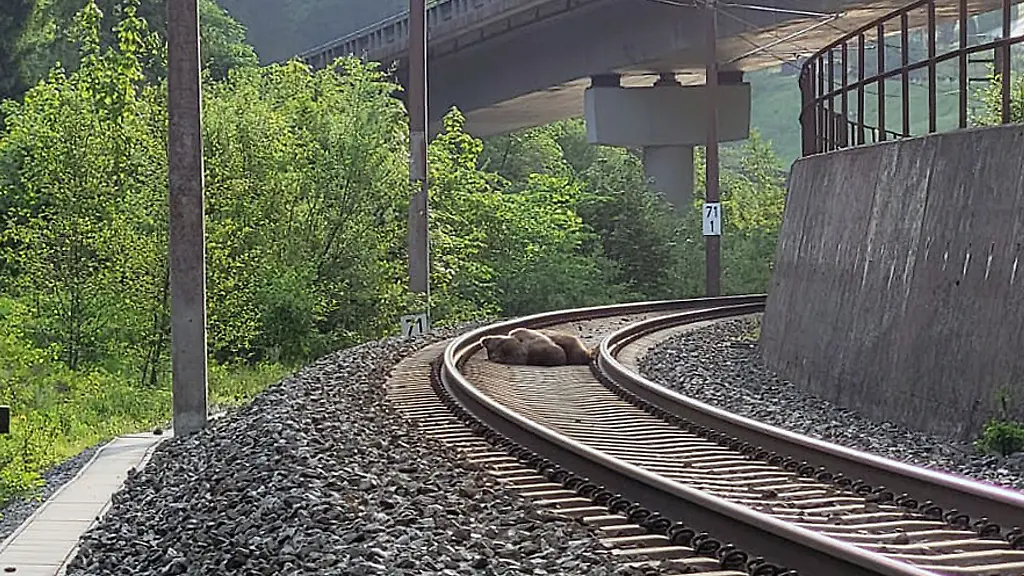 Ein-Baer-liegt-tot-auf-den-Gleisen-im-Salzburger-Pongau