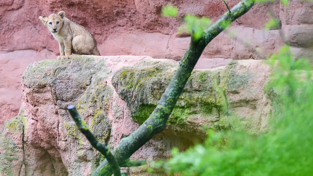 Ein-junger-Loewe-sitzt-in-seinem-Gehege-am-Rande-des-Aktionstags-Tiere-der-Bibel-im-Zoo-Hannover