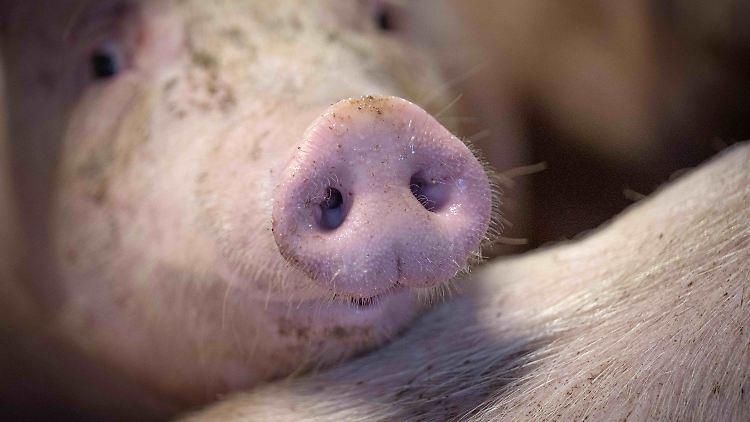 Für Haus- und Wildschweine verläuft eine Infektion mit dem ASP-Virus fast immer tödlich.