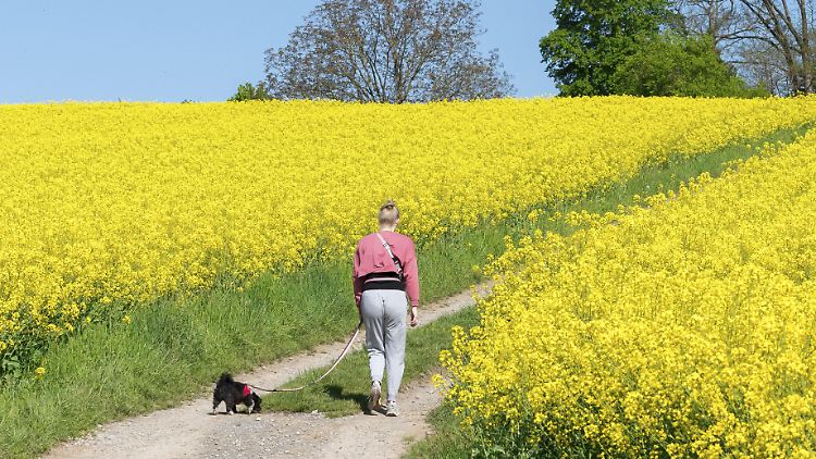 Das Risiko für chronische Rückenschmerzen nimmt laut der Studie mit zunehmender Gehzeit ab.