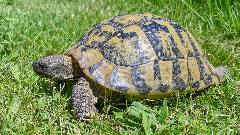 Eine-Griechische-Landschildkroete-laeuft-ueber-eine-Wiese