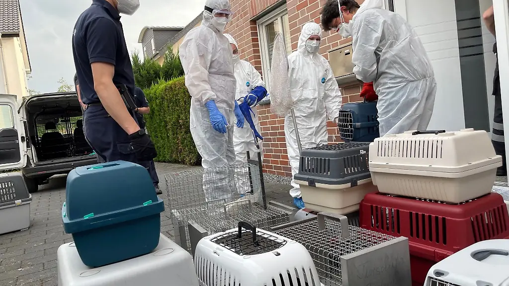 Einsatzkraefte-tragen-Boxen-mit-Katzen-aus-einem-Haus-Von-den-50-bis-60-Tieren-in-teils-schlechtem-Zustand-die-in-dem-Haus-gefunden-wurden-seien-einige-bereits-tot-gewesen-teilte-die-Polizei-am-Sonntag-mit-Die-Hintergruende-des-Falls-sind-demnach-noch-unklar-die-Katzenhalter-wurden-nach-Angaben-der-Polizei-noch-nicht-angetroffen