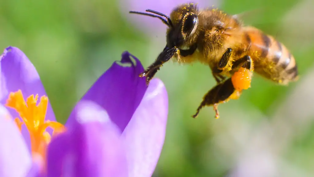 Eine-Biene-fliegt-neben-einem-Krokus