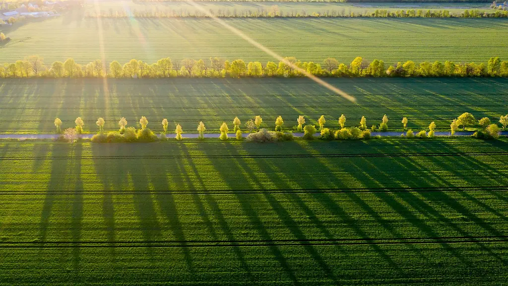Baeume-werfen-in-der-Morgensonne-lange-Schatten-auf-ein-Feld