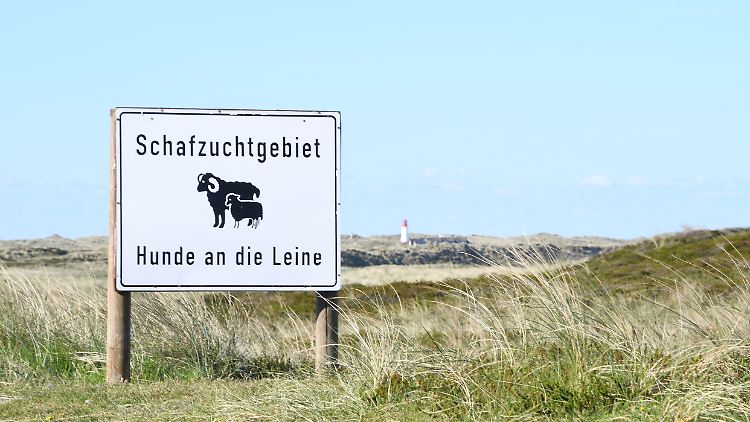 Klappt beim Hund - beim Goldschakal eher nicht.