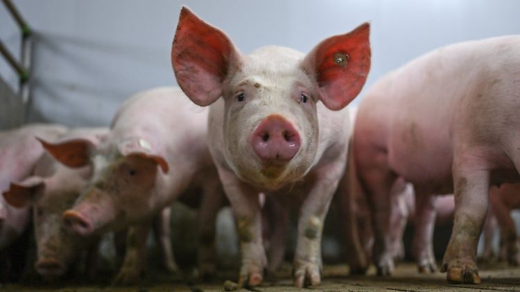 Das Virus ist für Menschen und andere Tiere ungefährlich.
