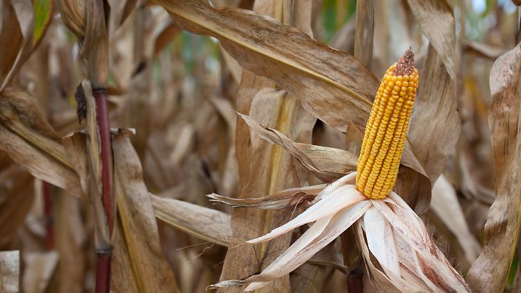 Maisfeld in Maryland, USA: Besonders gravierend könnten die Ernteverluste bis Ende des Jahrhunderts beim Mais in den USA, in Ostchina und im südlichen Afrika ausfallen.