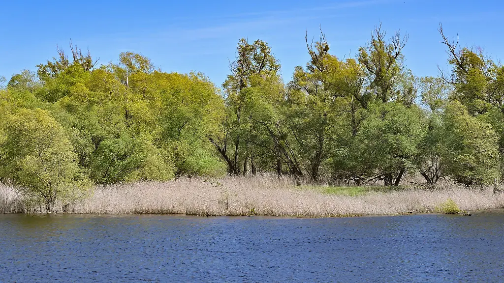 Blick-auf-ein-Ufer-der-Oder-in-Brandenburg