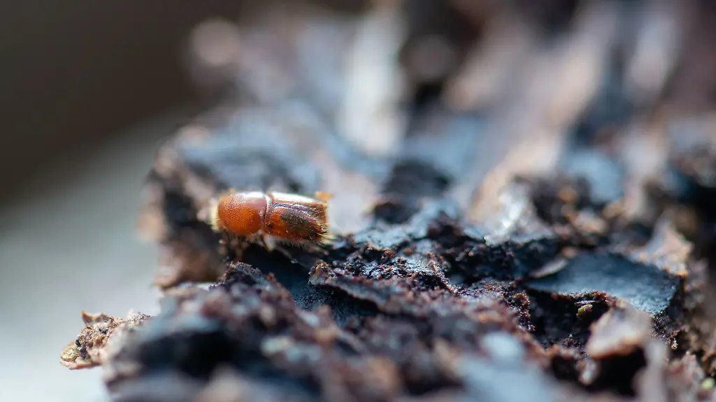 Ein-Borkenkaefer-krabbelt-auf-der-Rinde-einer-Fichte
