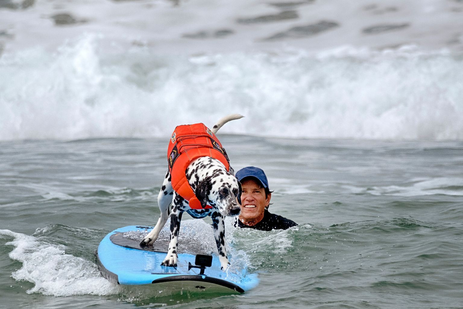 Kann ein Labrador besser surfen als ein Dalmatiner?