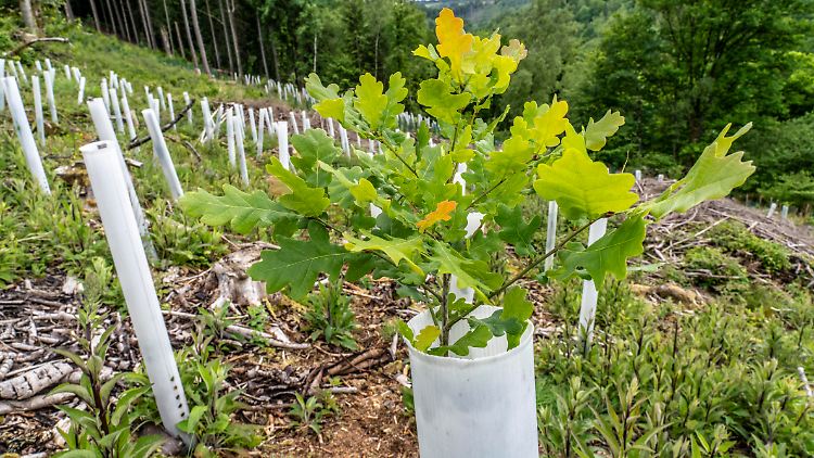 Aufforstung in NRW: Um die Treibhausgase auszugleichen, müsste man eine unvorstellbar große Fläche mit Wäldern bepflanzen - also auch alle Landwirtschafts-, Infrastruktur- und Wohnflächen.