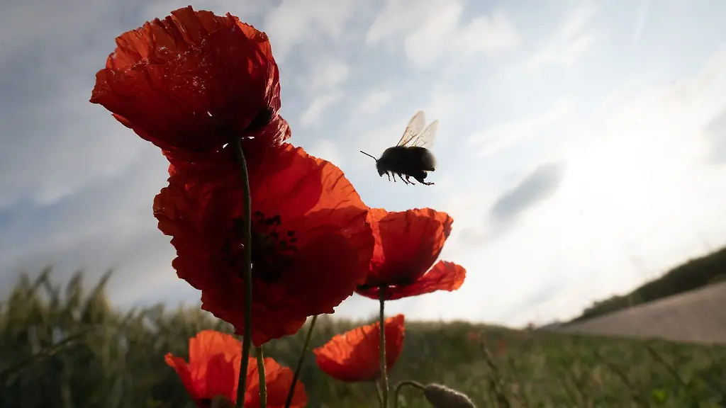 Eine-Hummel-fliegt-eine-Reihe-von-Mohnblumen-an-die-von-der-Morgensonne-beleuchtet-werden