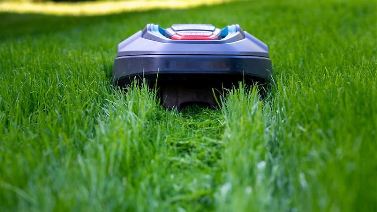 Mähroboter im Einsatz: Regelmäßig mähen für einen schönen Rasen.