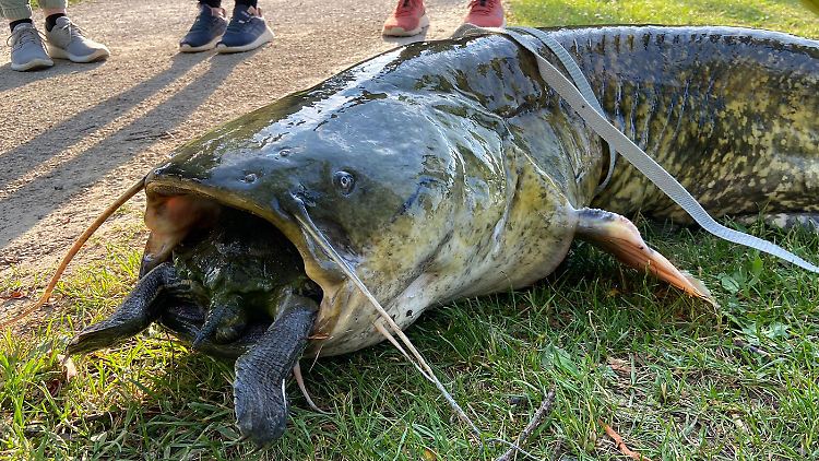 Welse sind bei ihrer Beute wenig wählerisch: Dieses an einem Göttinger See gefangene Exemplar hatte eine Schildkröte verschluckt - und starb daran. Menschen fallen jedoch nicht ins Beuteschema.