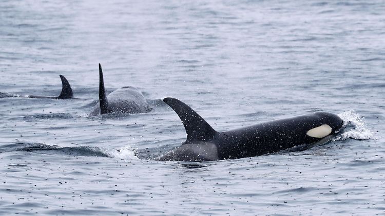 Die Forscher beobachteten ein Verhalten bei Orcas, das sie Allokelping tauften.