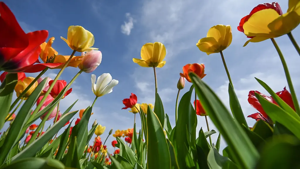 Zahlreiche-Tulpen-in-verschiedenen-Farben-bluehen-auf-einem-Feld
